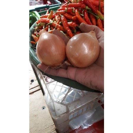 

BAWANG BOMBAY 1KG HARGA GROSIR