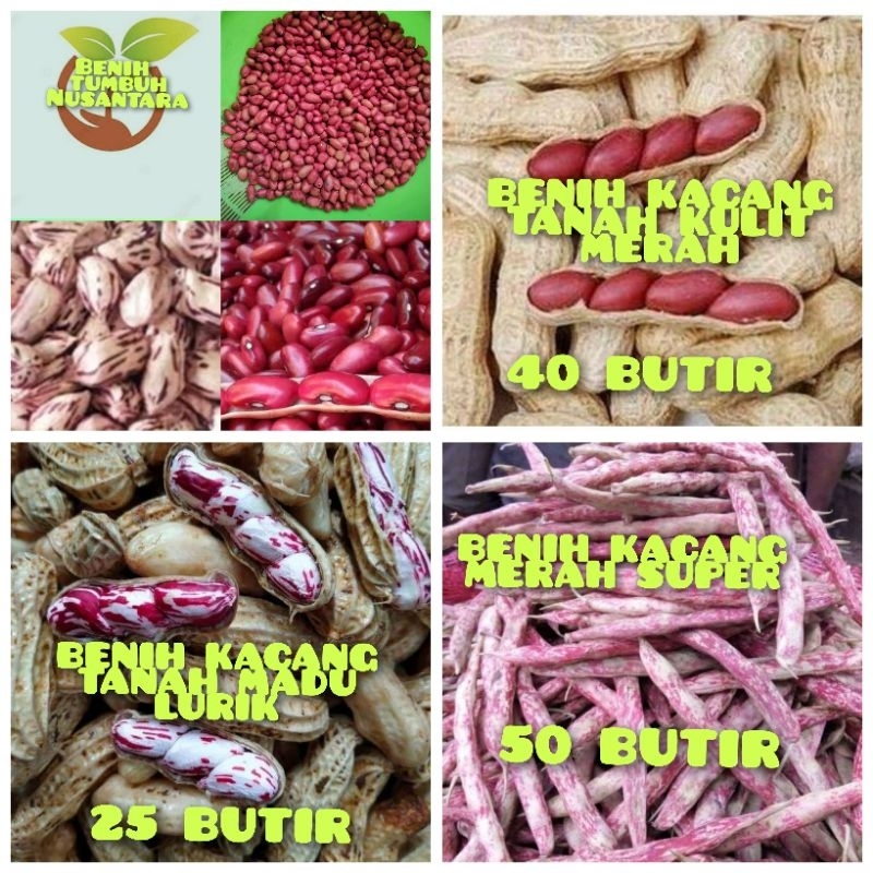 BENIH UNGGGUL KACANG TANAH KULIT MERAH,BENIH KACANG TANAH MADU LURIK,BENIH KACANG MERAH SUPER