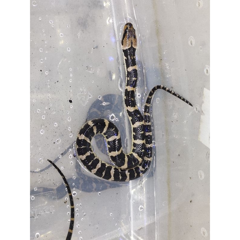 homalopsis buccata (ular kadut)