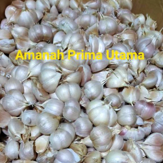 

Readystock Bawang Putih Kating BERSIH 1/2 kg Ready Stok