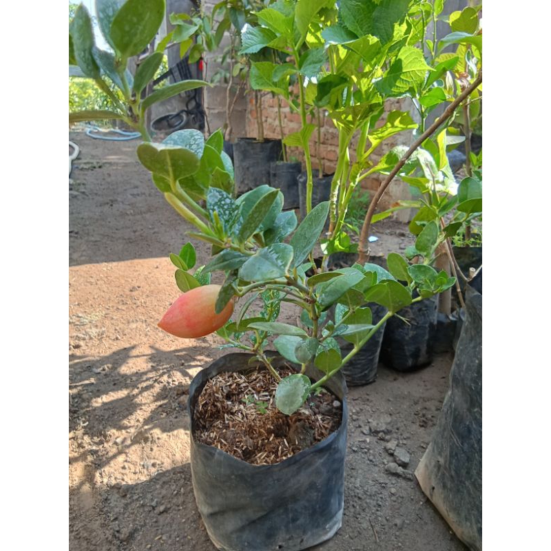 Bibit Plum Natal Bahan Bonsai