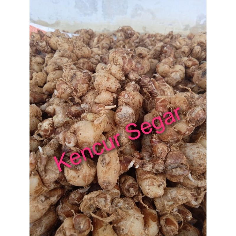 

kencur / cikur asli ciamis harum wangi 1kg