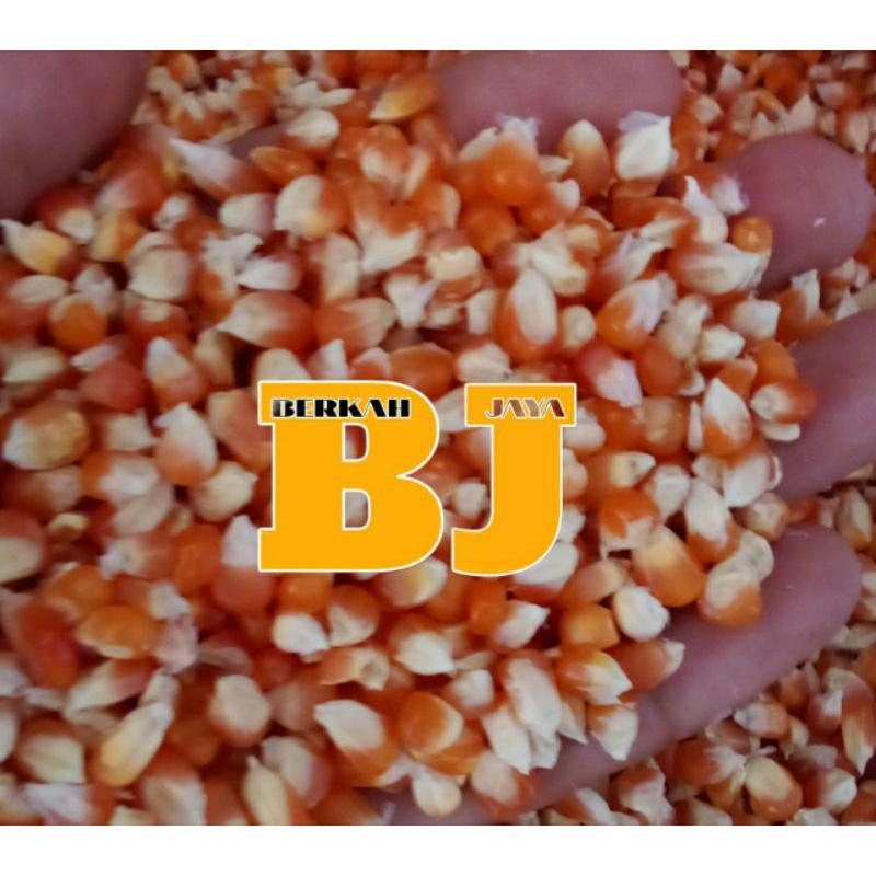 JAGUNG KRISTAL JAGUNG PAKAN TERNAK