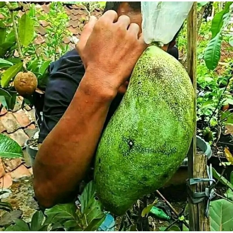 Bibit Mangga Mahatir Berbunga