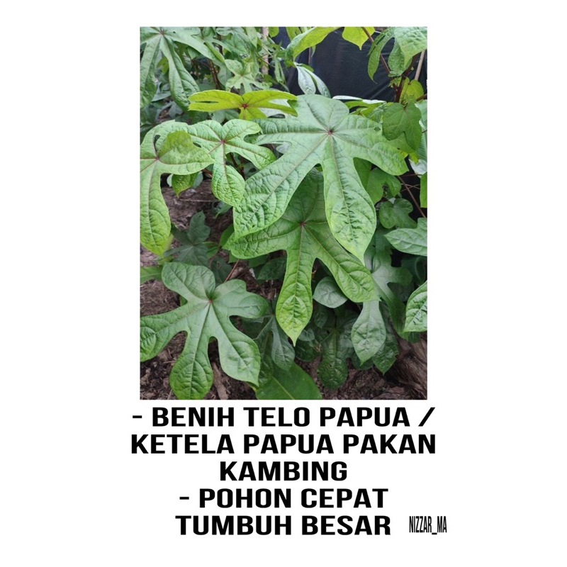 25 Batang Benih Telo Papua - Bibit Telo Papua - Bibit Daun Singkong Papua - Bibit Pakan Kambing