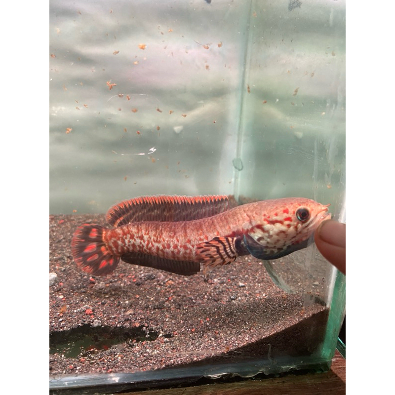 BLEHERI WC 100% garansi (koleksiPribadi)