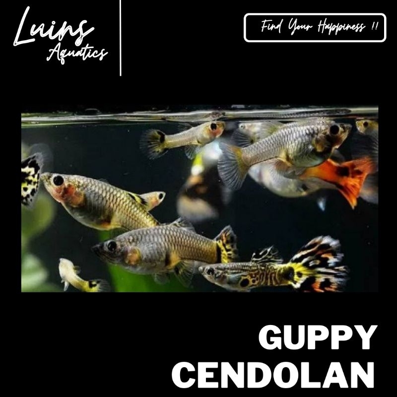 Hiasan Aquarium Ikan Guppy Cendolan Paket 10 Ekor Betina Juve Indukan