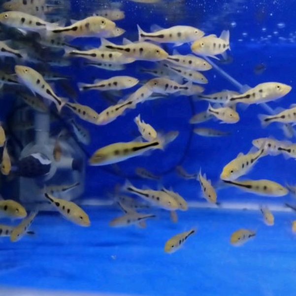 Pbas mono size 17-18cm