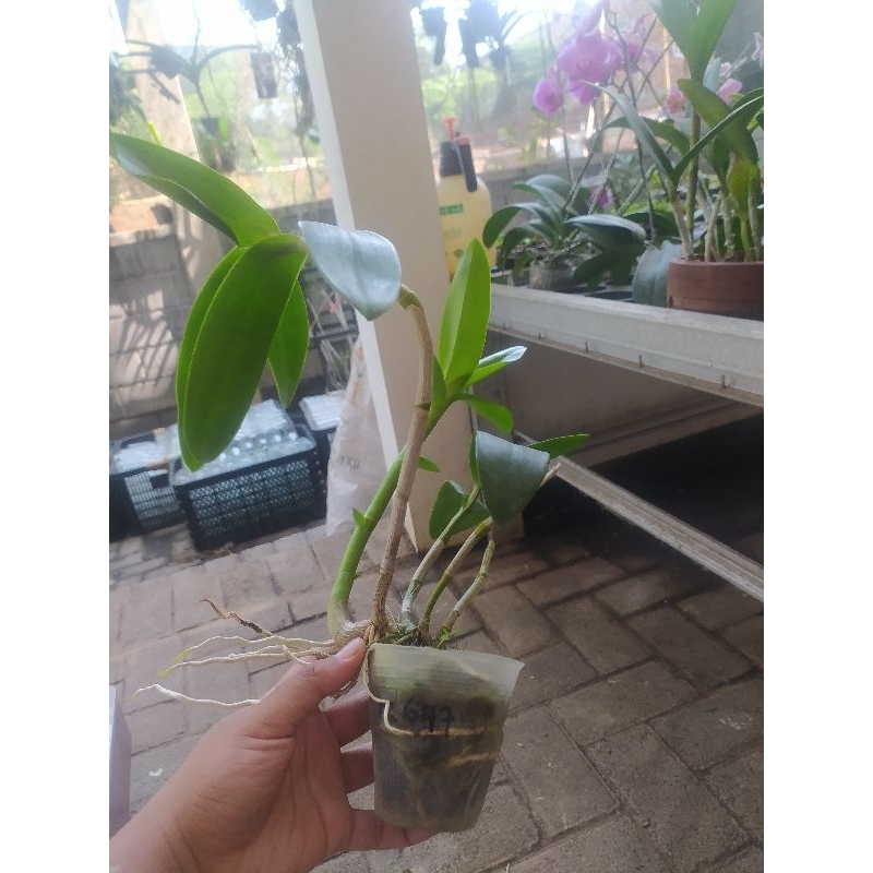 REMAJA DENDROBIUM BER ID