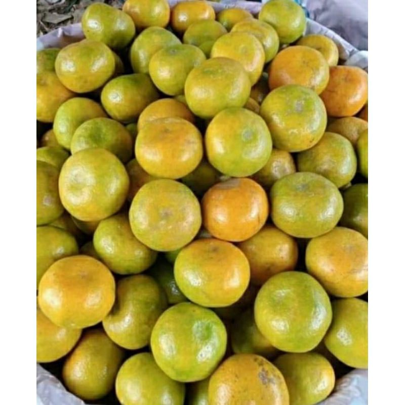 

jeruk medan madu/jeruk medan berastagih 5kg