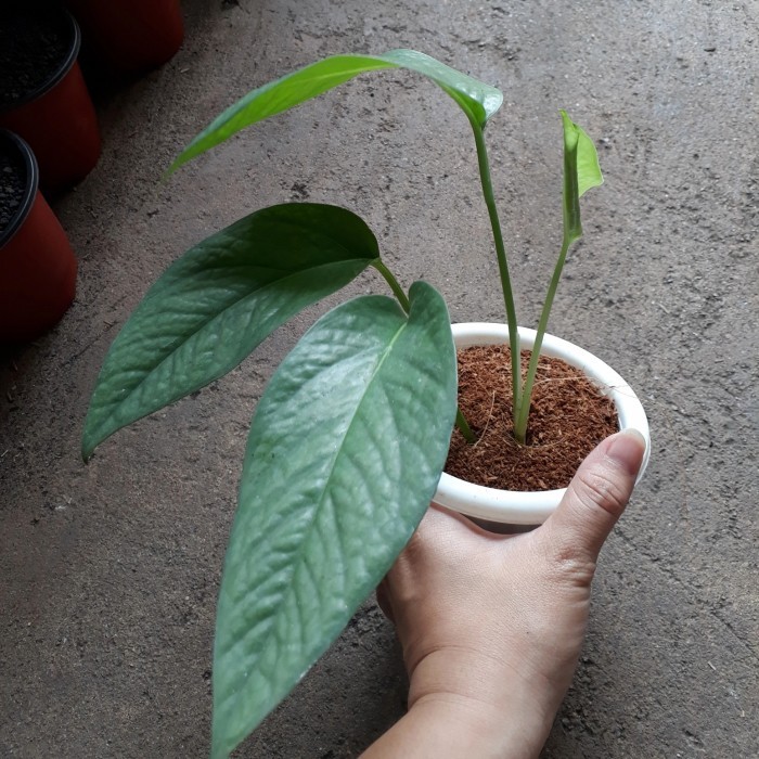 philodendron cebu blu epipremnum cebu blue