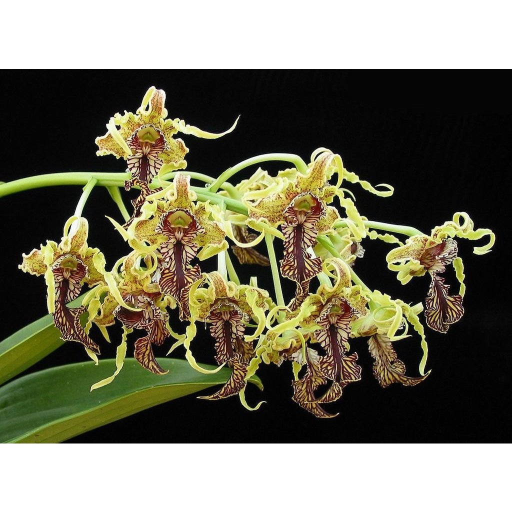 Dendrobium Spectabile