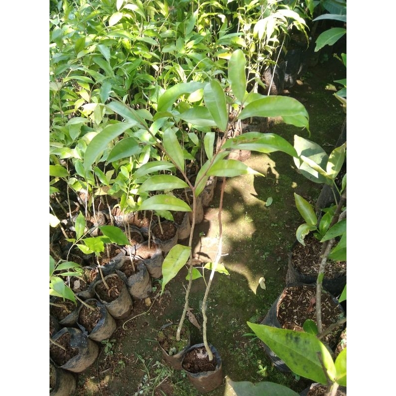 paket bibit gaharu Malaccensis asli isi 10 bibit