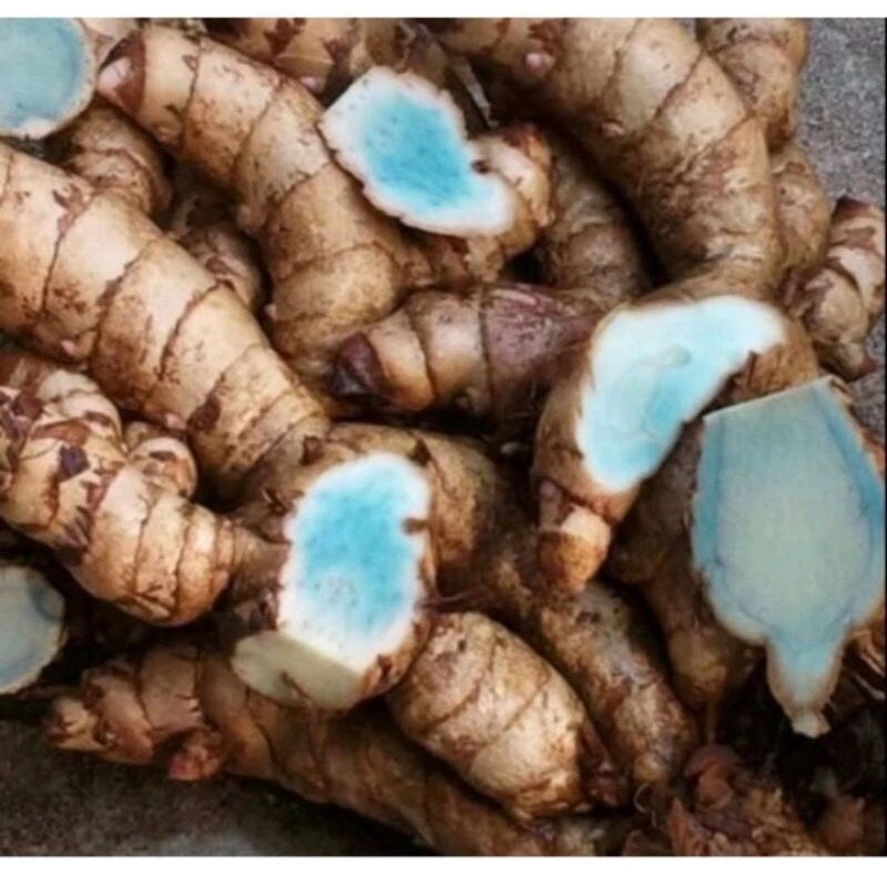 Temu Hitam/ Temu ireng