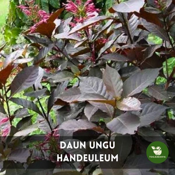 

Daun Ungu / Handeuleum Segar 50 Lembar untuk Wasir / Ambeien / Pack