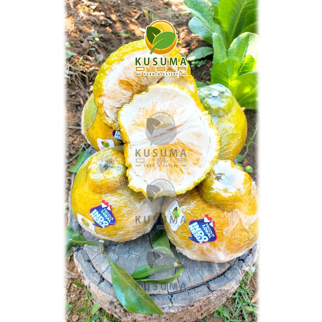 

Jeruk Papagan Dekopon Lokal