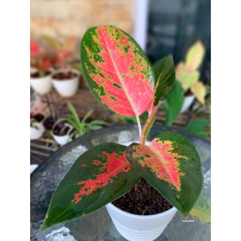 ( BISA COD ) Aglonema Kochin Merah Mutasi Tanaman Hias Aglonema Aglaonema Kochin Merah Mutasi Merah 