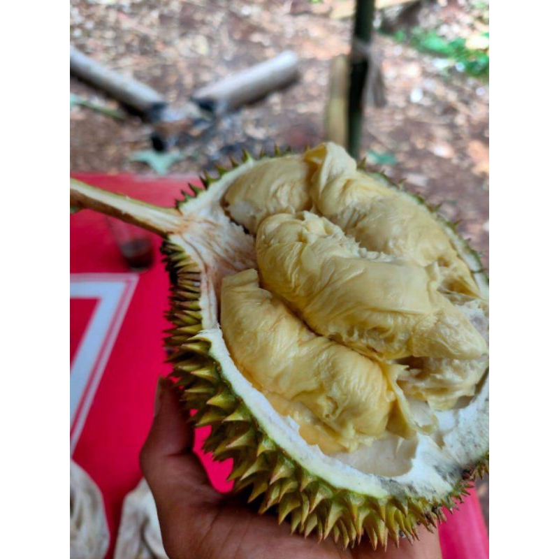 

DURIAN LOKAL