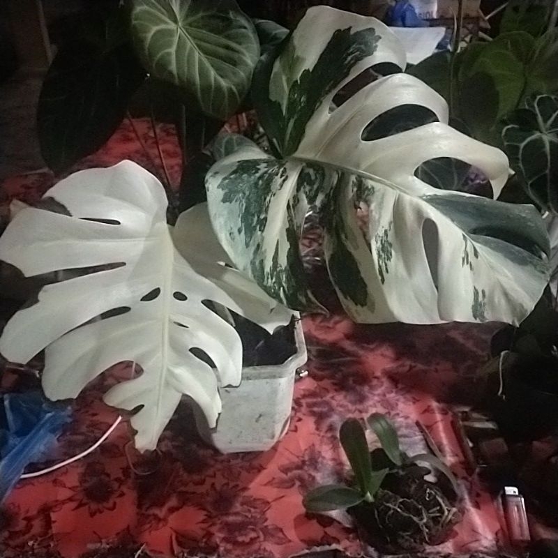 monstera white tiger