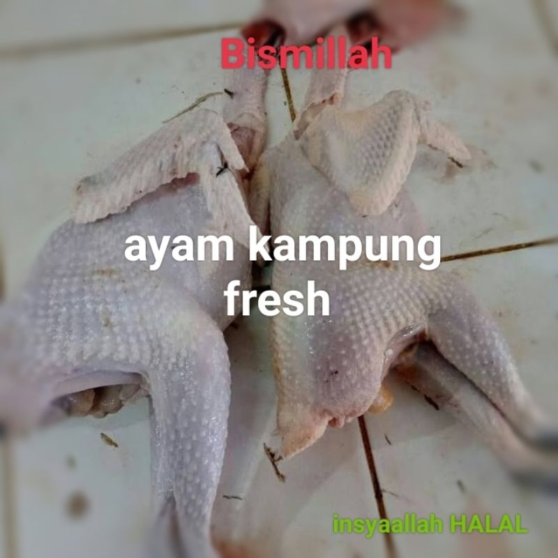 

ayam kampung fresh 1kg