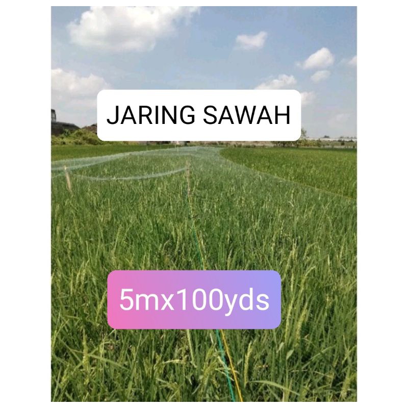 Jaring burung sawah jaring ikan 5mx100yds jaring padi sawah jaring burung pipit sawah jaring burung 