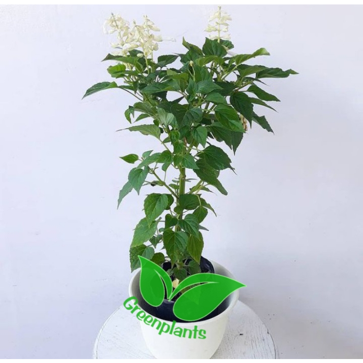 Tanaman hias lavender putih/Bunga lavender/tanaman hias