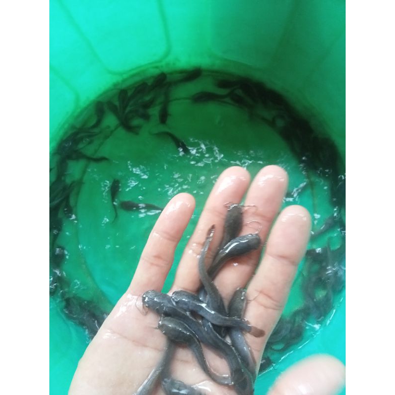 Bibit Lele uk 46 100 ekor