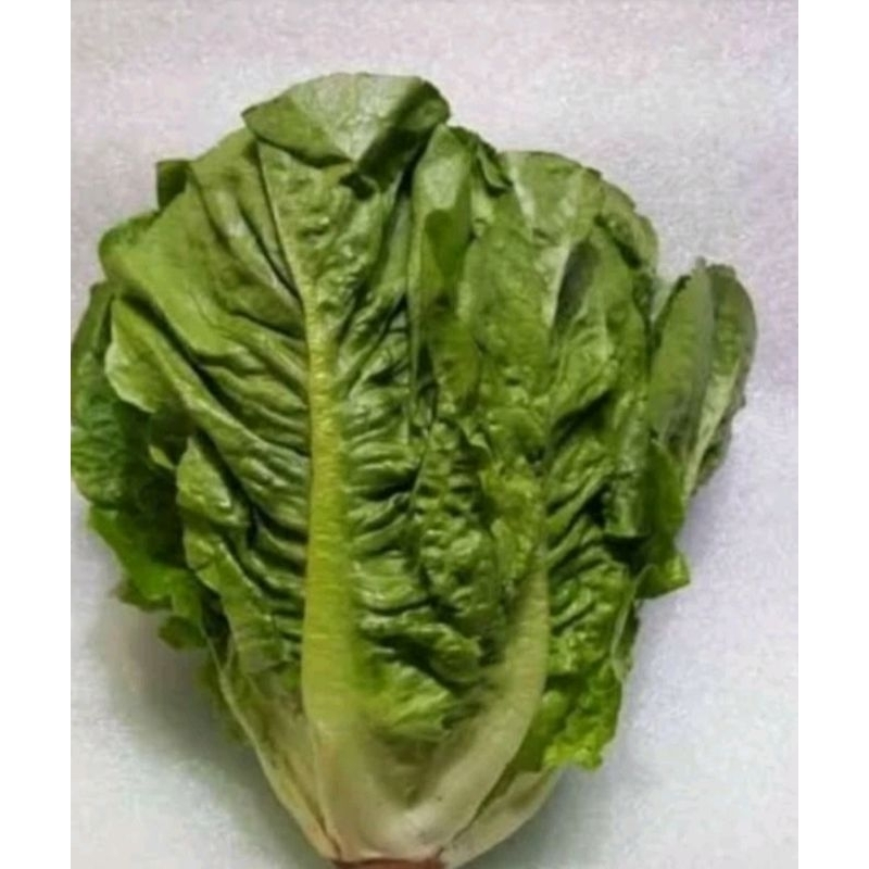 

romaine lettuce 500 gram