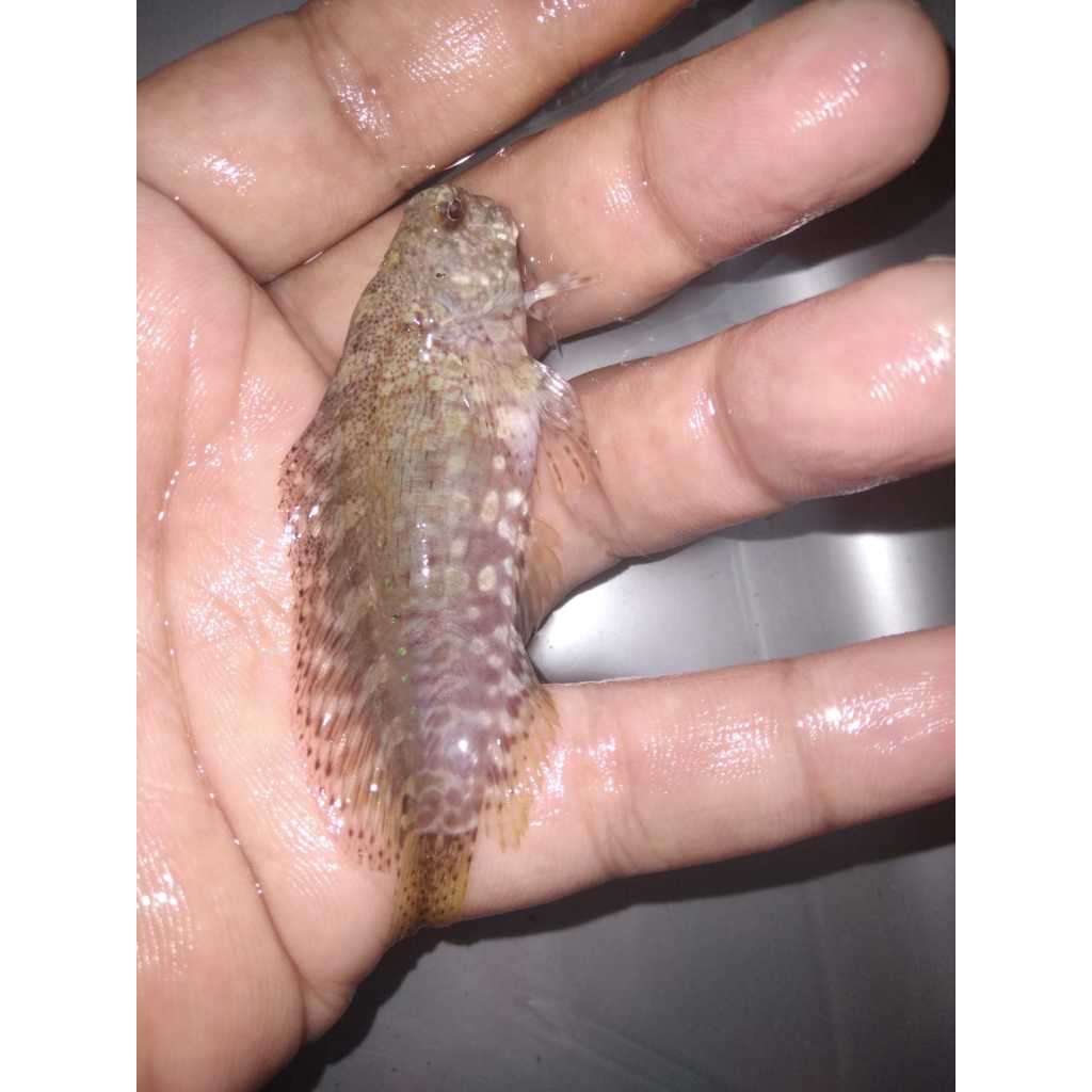 Jabing GLODOK   - Jewelled Blenny