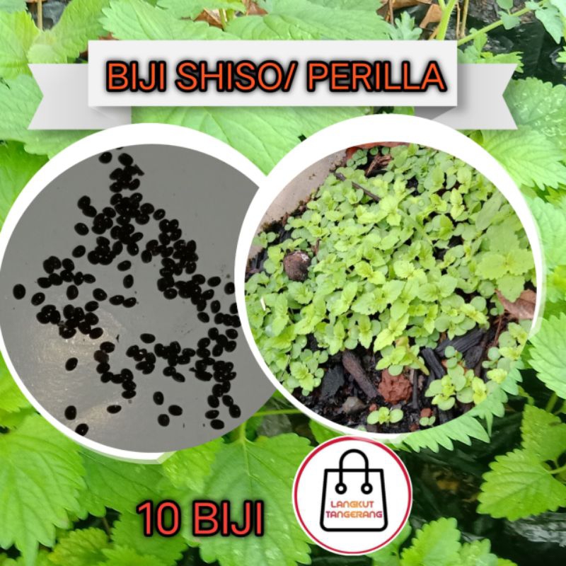 benih biji shiso perilla 10 biji