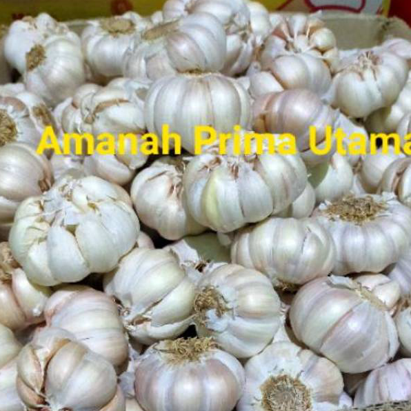 

Sale Bawang Putih Honan Bersih per 1 kg