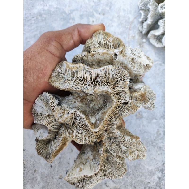 Batu karang anemon laut deadrock dead rock anemon bunga hias aquarium