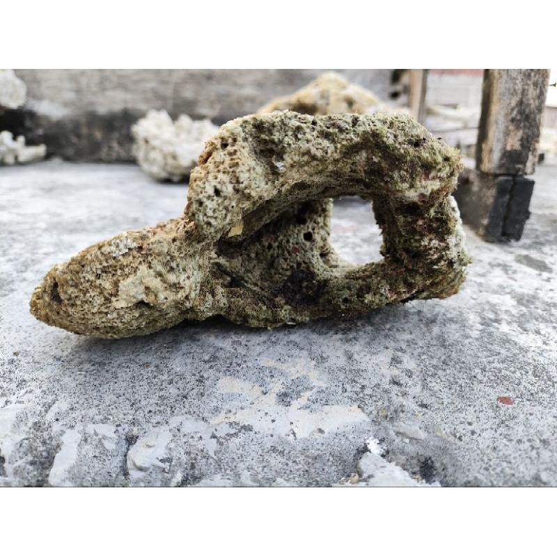 Batu karang goa lubang bolong batu karang laut asli dead rock batu karang aquarium
