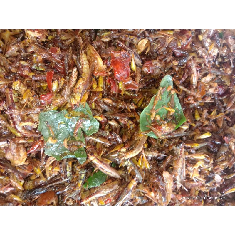 

BELALANG KECIL ISI 500 GRAM / WALANG UTES MURAH & MANTAP