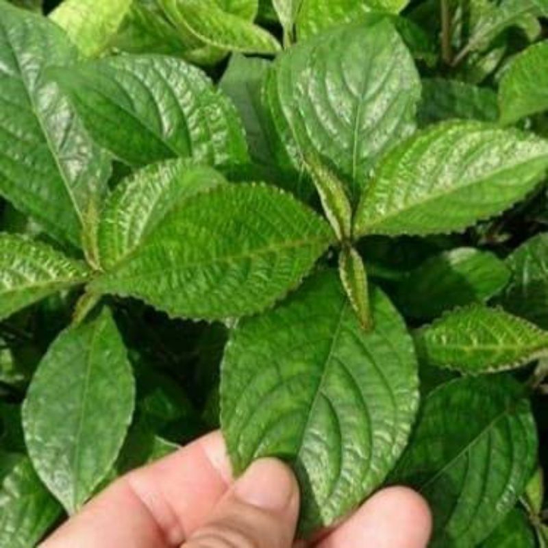 

Daun keji beling segar 500Grm herbal