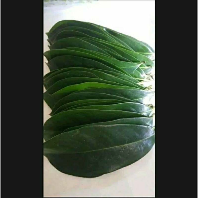 

Daun sirsak tua segar 100 lembar/bonus obat tradisional