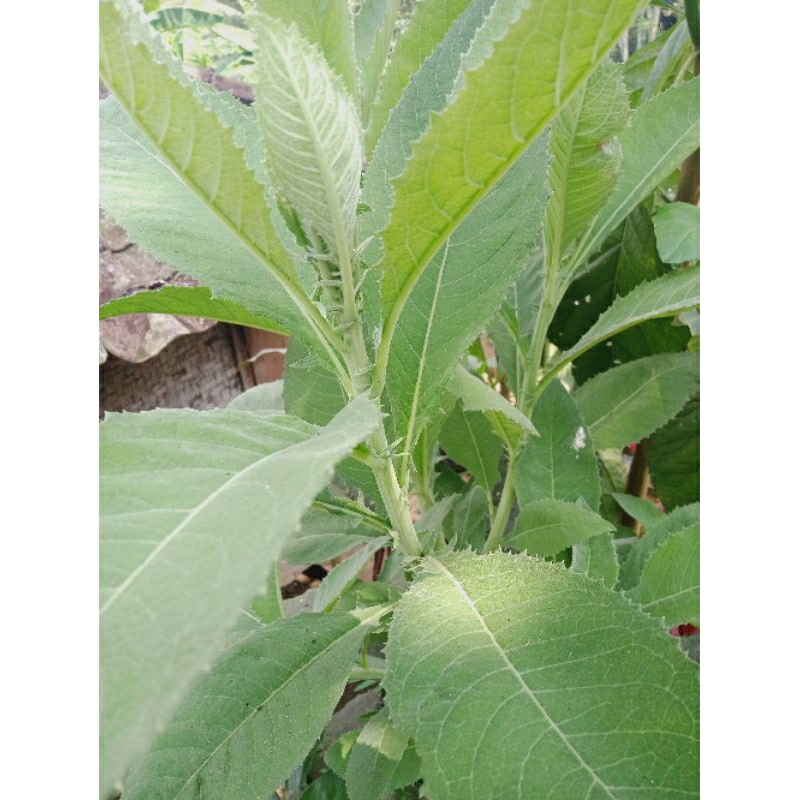 

Daun Sembung Segar 1 kg / Obat Herbal Jantung / Tanaman Daun Sembung