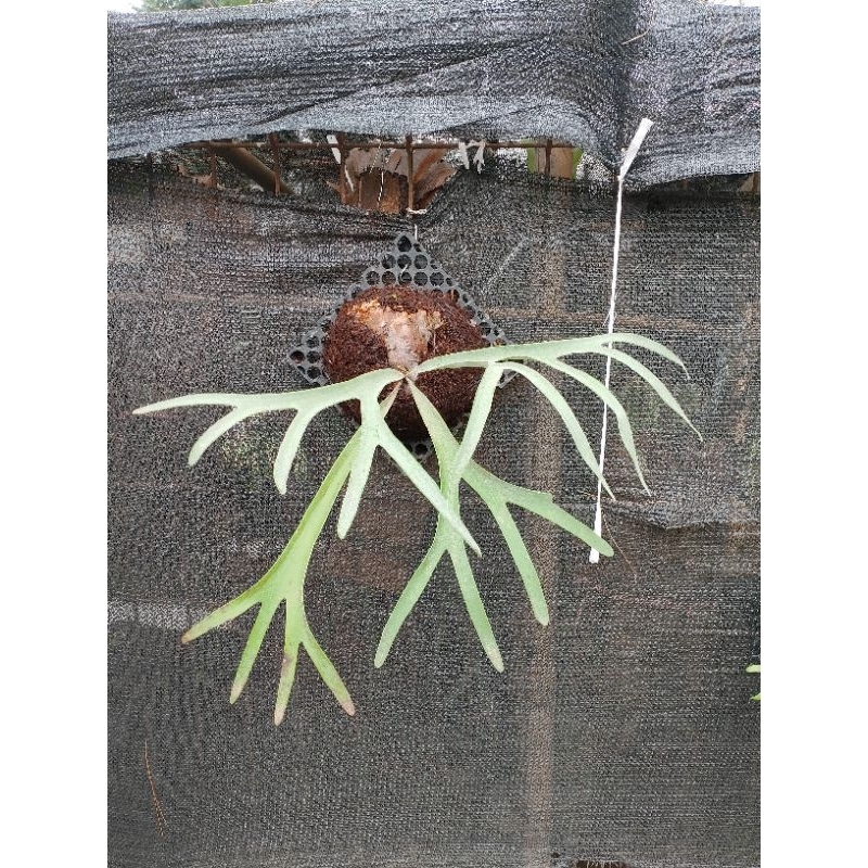 platycerium veitchii