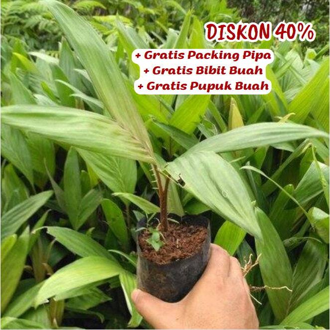 Bibit Salak Pondoh ( Salak Madu ) Super Unggul