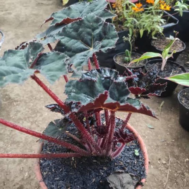 begonia red velvet