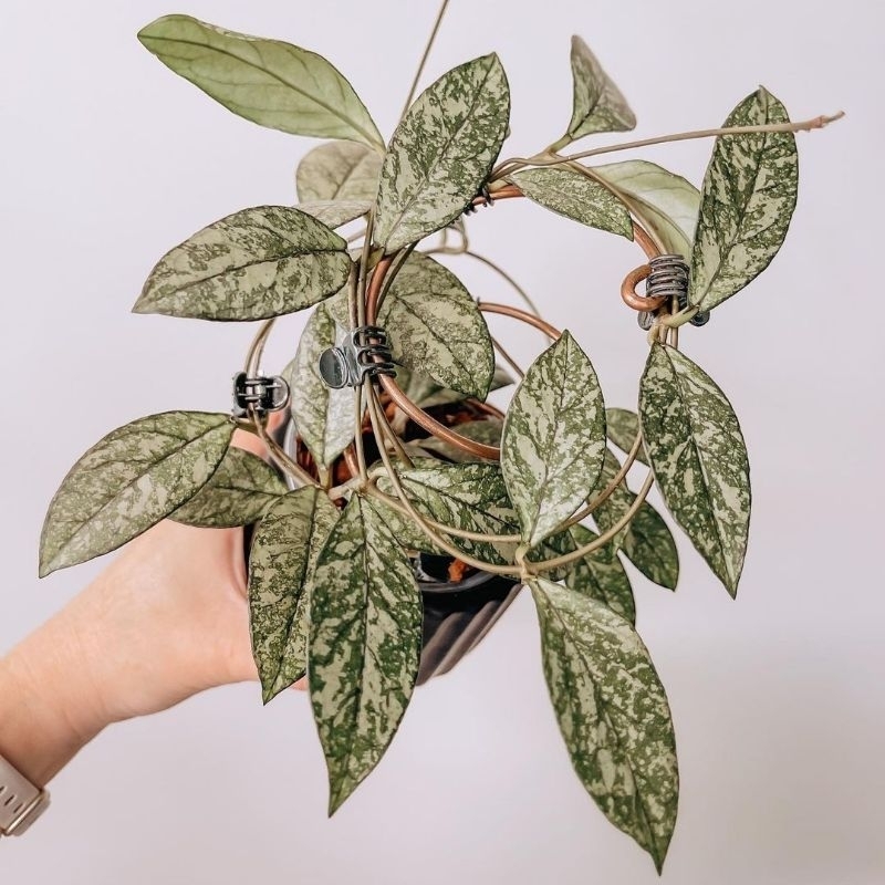 Hoya crassipetiolata splash