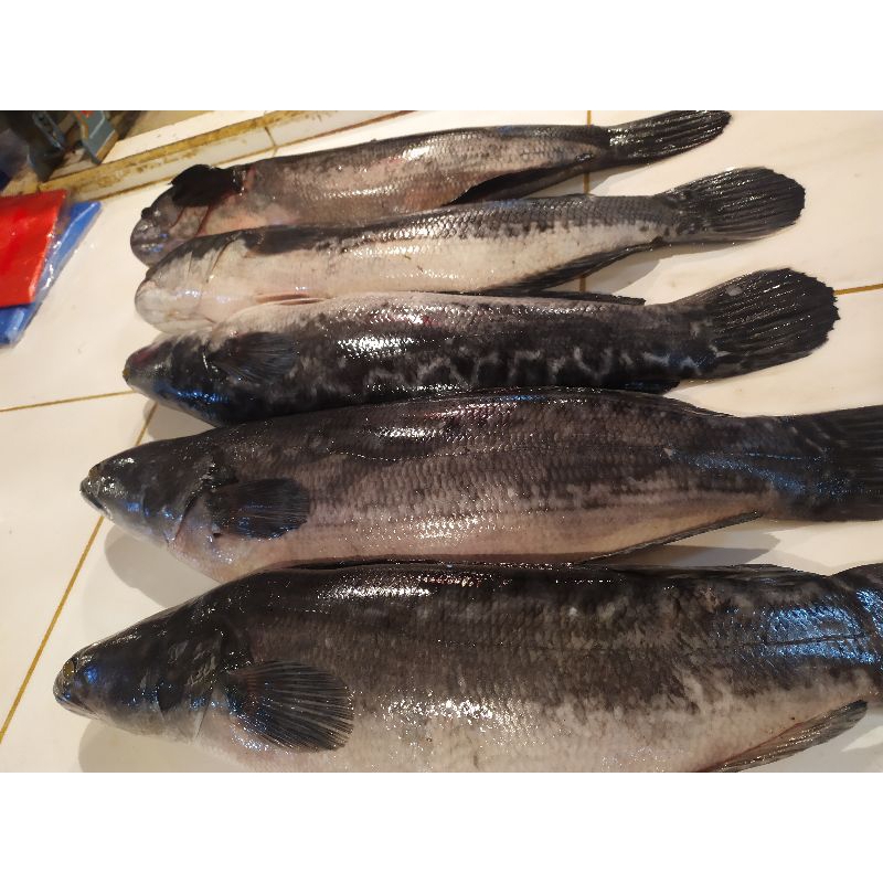 

Ikan Gabus Fresh / Frozen
