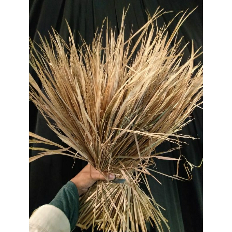 padi kering | bunga padi rustic | rumput kering padi | bahan dekorasi rustic