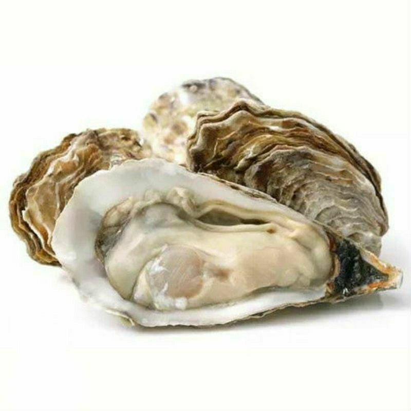 Kerang Tiram / Oyster Hidup Asli Laut