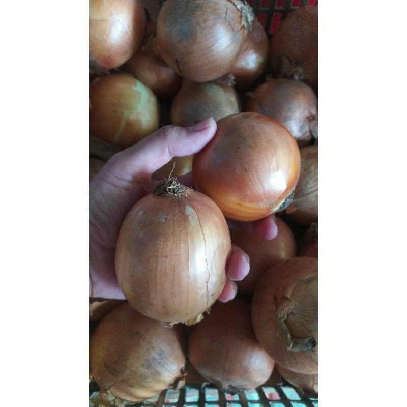 

bawang Bombay 1 kg