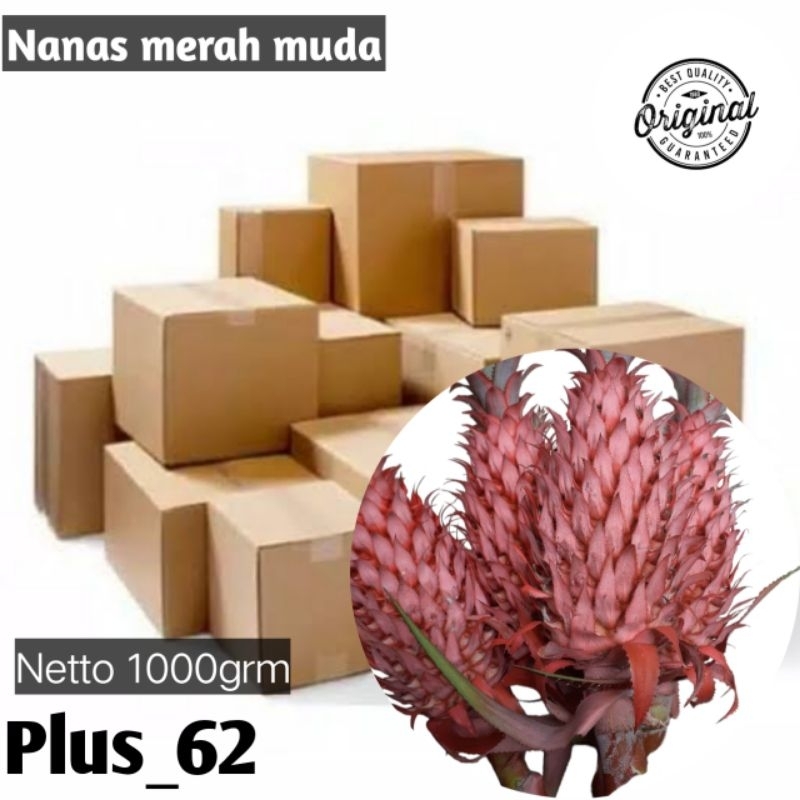 

Buah nanas muda buah nanas merah hutan 500gr