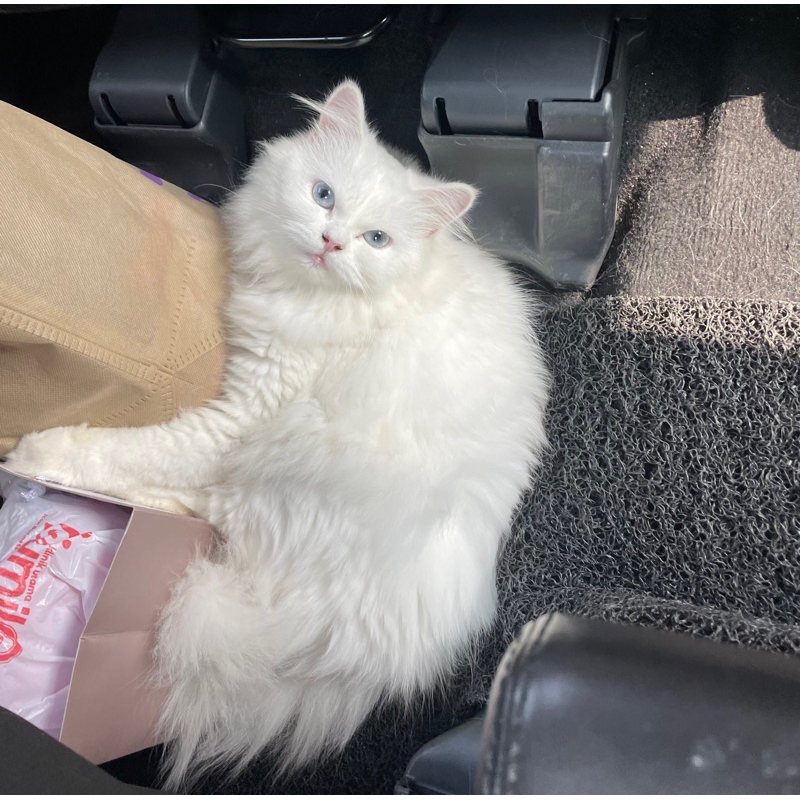 lepas adopsi kucing persia bigbone putih betina