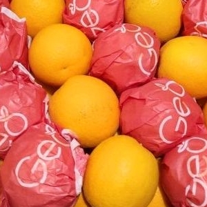 

jeruk sankis 500 gram