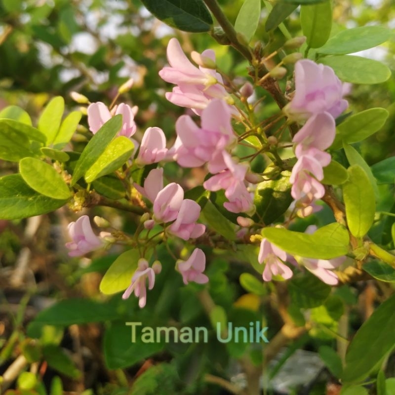 Bibit Bonsai langka Saeng Simbur Bunga Pink / Merah Jambu