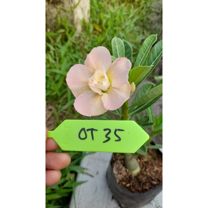 Biji/Seed Adenium kode OT 35